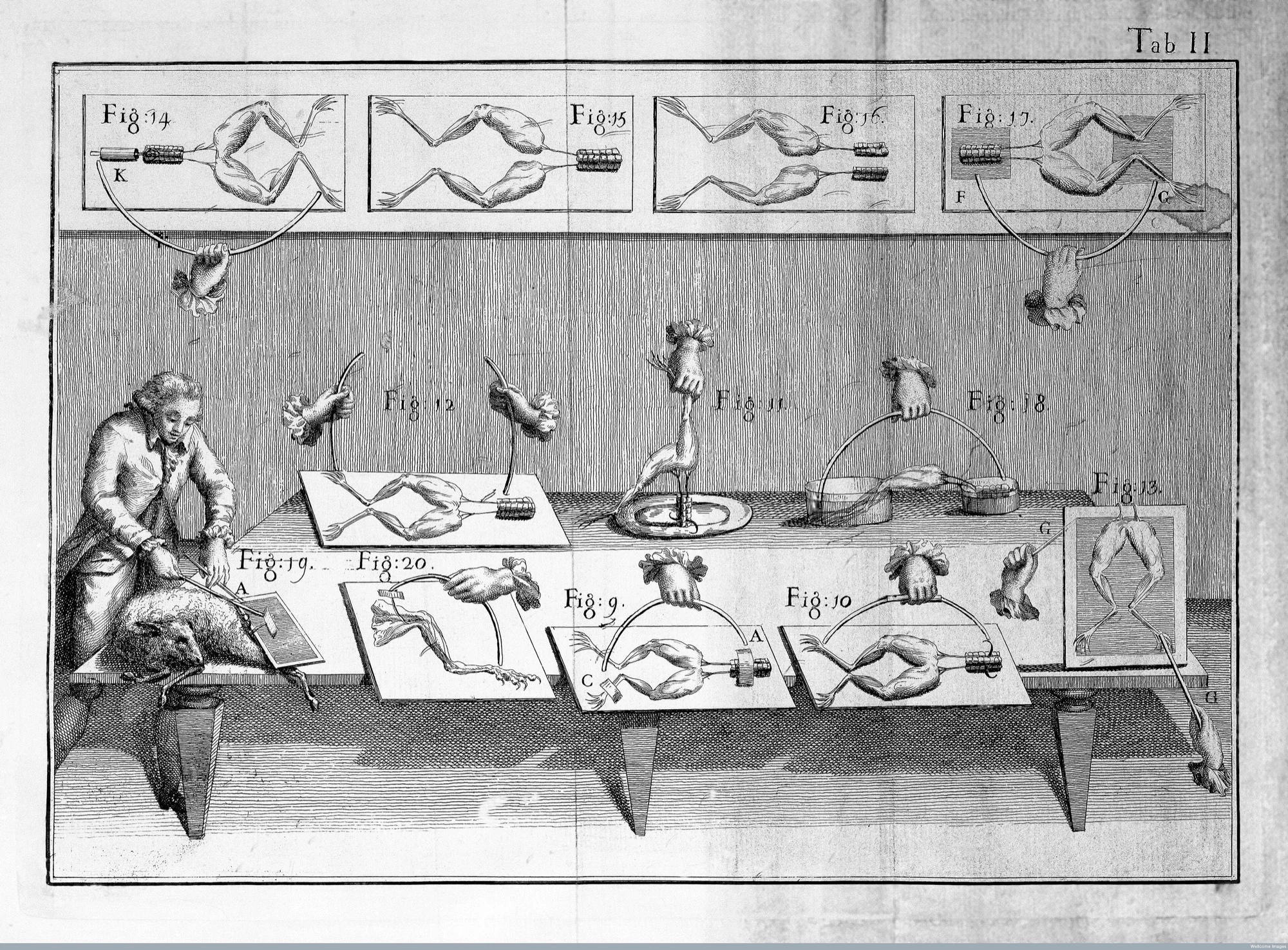 Luigi Galvani, De viribus electricitatis in motu musculari (1791), Tab. II: frog preparations and the metallic arc.